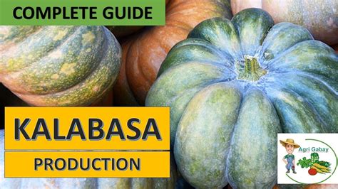 Kalabasa Farming Paano Magtanim Ng Kalabasa Step By Step Complete
