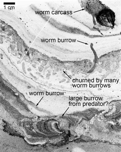 Million Year Old Worm Superhighway Discovered In Canada Science
