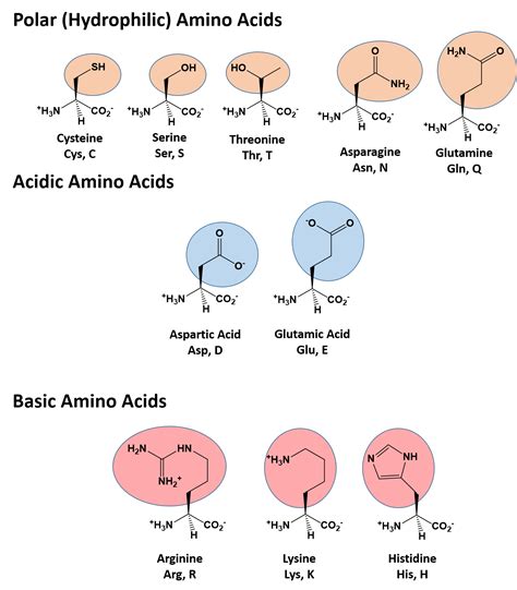 Based on the variable group, amino acids can be classified into four categories: 3.1: Amino Acids and Peptides - Biology LibreTexts