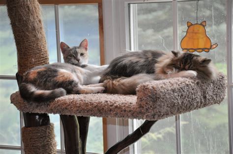 Cats can get their claws stuck in the fabric loops and stop using the post as a result. 5 Tips to Get your cat to use the scratching post ...