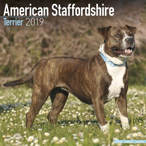 Though known for its courage and high energy level, the american. American Staffordshire Terrier Calendar 2019 | Pet Prints Inc.