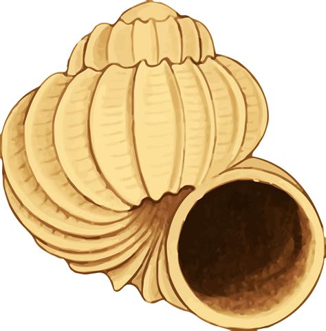 Shell Clipart Yellow Clipart Shell Yellow Transparent Free For