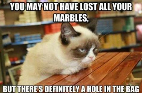 Lol Ohhh Grumpy Cat Grumpy Cat Pinterest
