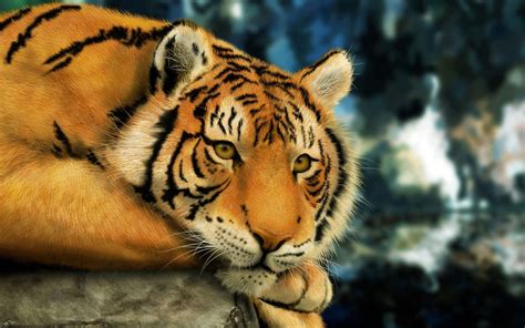 Bing Tiger Wallpaper Animal Wallpaper