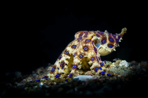 Blue Ringed Octopus Facts And Beyond Biology Dictionary
