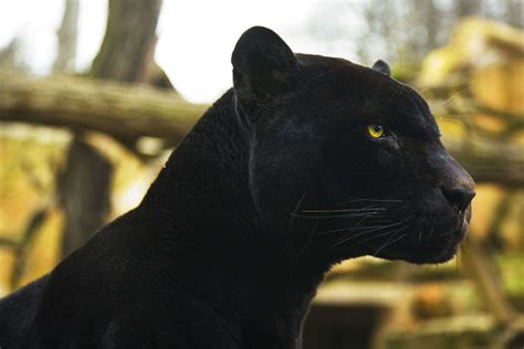 T'challa, heir to the hidden but advanced kingdom of wakanda, must step forward to lead his people into a new future and must confront a challenger from his country's past. Rare black panther spotted in Karnataka's Kabini forest ...