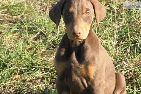 Or advertise your doberman puppies for free. Doberman Pinscher for sale for $550, near Kansas City ...