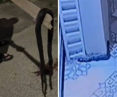 فيديو يحبس الانفاس ثعبان أسود ضخم يتسلل إلى منزل مواطن سعودي في عرعركانت والنهاية صادمة