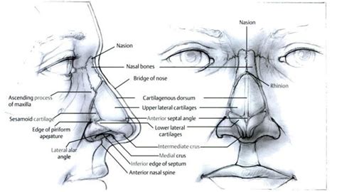 The nasal bones develop in membrane in the dense mesenchyme overlying the cartilaginous nasal capsule. What Are Steepled Nasals?