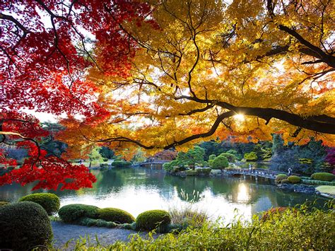 Tokyo In Autumn The Best Things To See And Do Lonely Planet