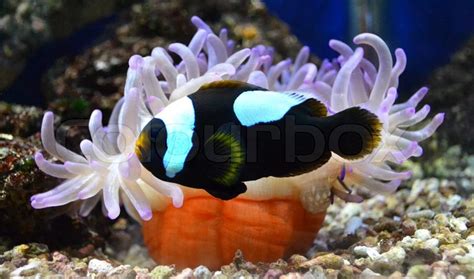 Nemo Fish And Sea Anemone Stock Photo Colourbox