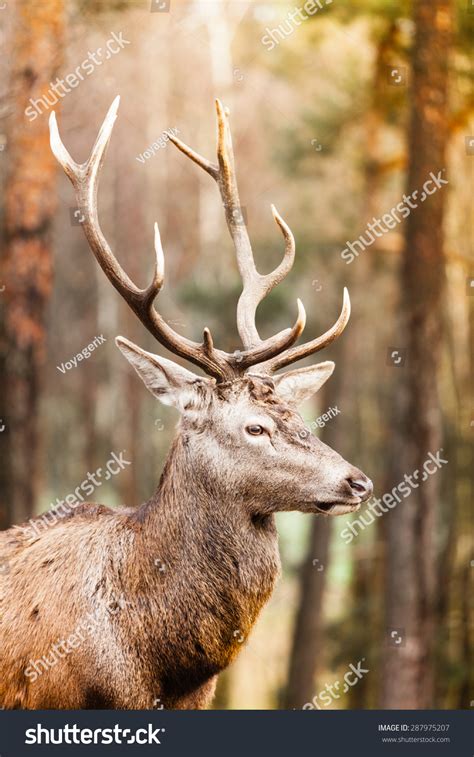 Majestic Powerful Adult Male Red Deer Foto Stok 287975207 Shutterstock