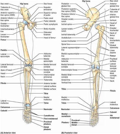 Lower Extremity Bones Anatomy Quiz Chapter 6 The Skeletal System