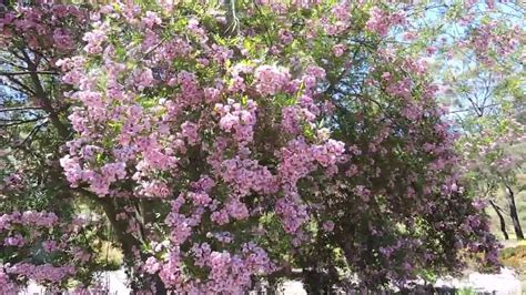 Virgilia Divaricata 粉紅南非槐 Pink Blossom Tree Youtube