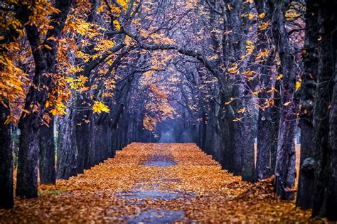 Autumn Colorful Road Colors Walk Path Trees Fall Nature Forest