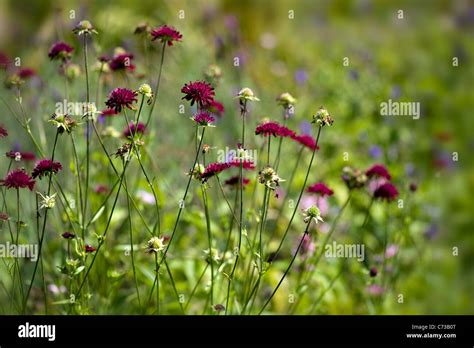 The Delicate Flowers Of Scabiosa Atropurpurea Also Known As The