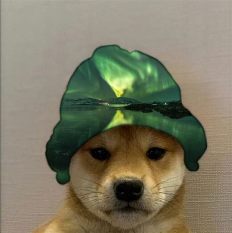 Here Is My Dog Wif Hat Stay Blessed Dogwifhatgang