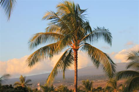 The triangle palm is identified by its extremely long pinnate fronds that grow up to 8 ft. Hawaii palm tree - Hawaii Pictures