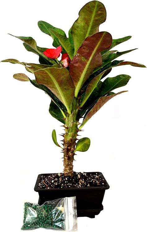 Red Crown Of Thorns Bonsai With Water Tray And Fertilizer
