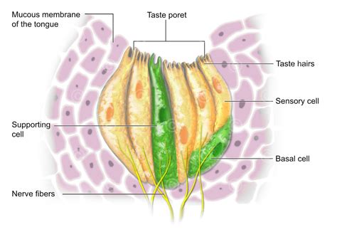 Illustration Taste Bud Medicalgraphics