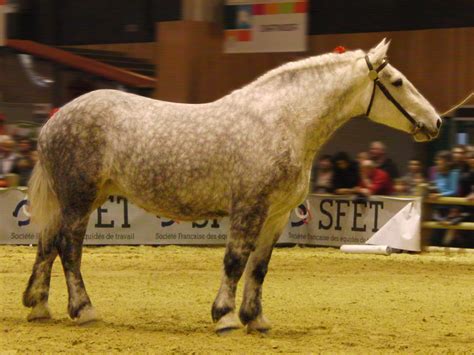 9 Largest Horse Breeds In The World