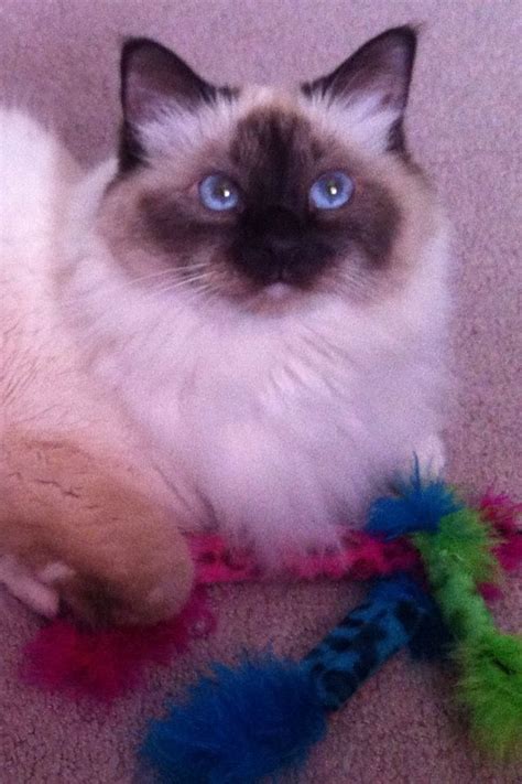 Chocolate Point Birman Cat Liam Birman Cat Kitty April 19 Point