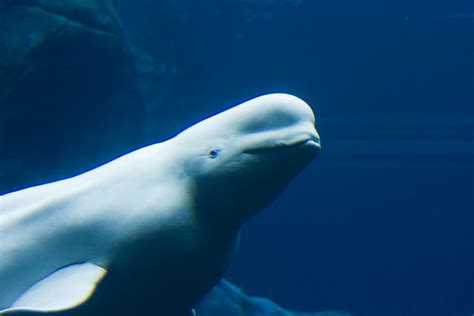 Beluga Whale Mirsasha Flickr