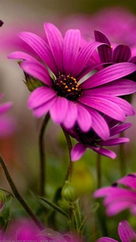 The great collection of hd flower wallpapers widescreen for desktop, laptop and mobiles. 4000+ HD Wallpapers for Android Smartphones & iPhones {Free}