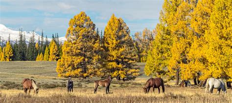Herd Of Horses In Scenery Altai Mountains Altai Republic Siberia
