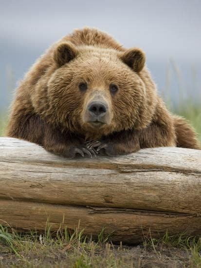 Grizzly Bear Leaning On Log At Hallo Bay Photographic Print Paul