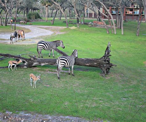 Disneys Animal Kingdom Holiday Tour