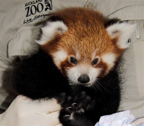 X Post Rredpandas Auckland Zoo Names Baby Red Panda Pabu