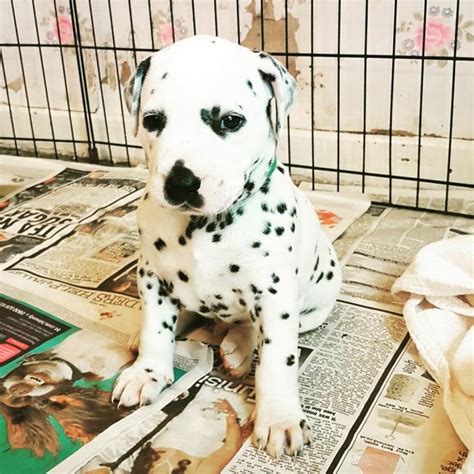 If you are unable to find your dalmatian puppy in our puppy for sale or dog for sale sections, please consider looking thru thousands of dalmatian dogs for adoption. Dalmatian Puppies for Sale in NC in Carrboro, North ...