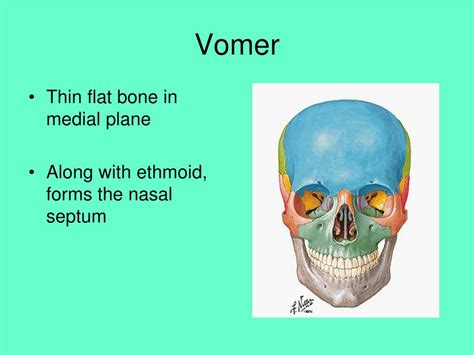 Ppt Facial Bones Powerpoint Presentation Free Download Id7089074