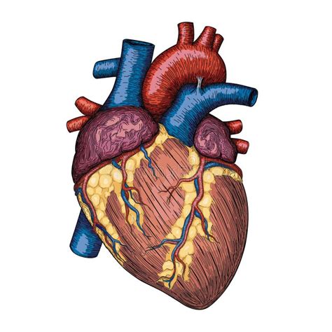 Anatomische Menschliche Gezeichnetes Plakat Des Herzens Hand Farbmit