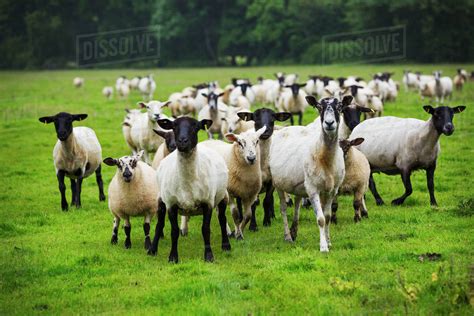 A Flock Of Sheep In A Field Stock Photo Dissolve