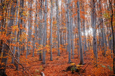 trees-in-autumn-forest-·-free-stock-photo