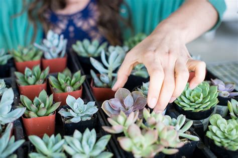 Book A Potting Party — A Succulent Day