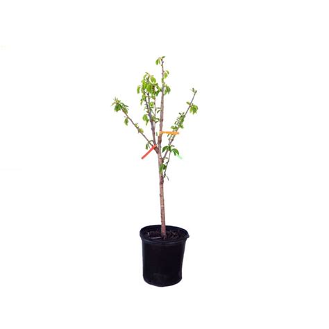 Vigoro 5 Gal Combo Cherry Tree The Home Depot Canada