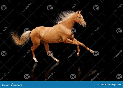 Palomino Horse Isolated On Black Stock Image Image Of Equestrian