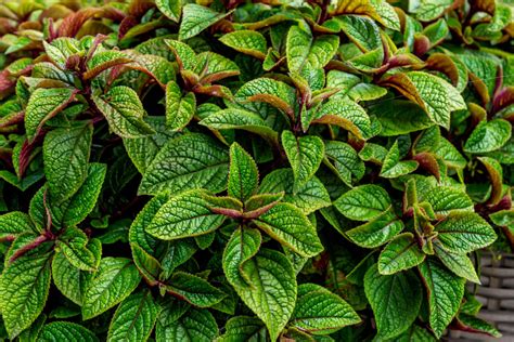 How to Grow Swedish Ivy - Plectranthus - Garden Chronicle