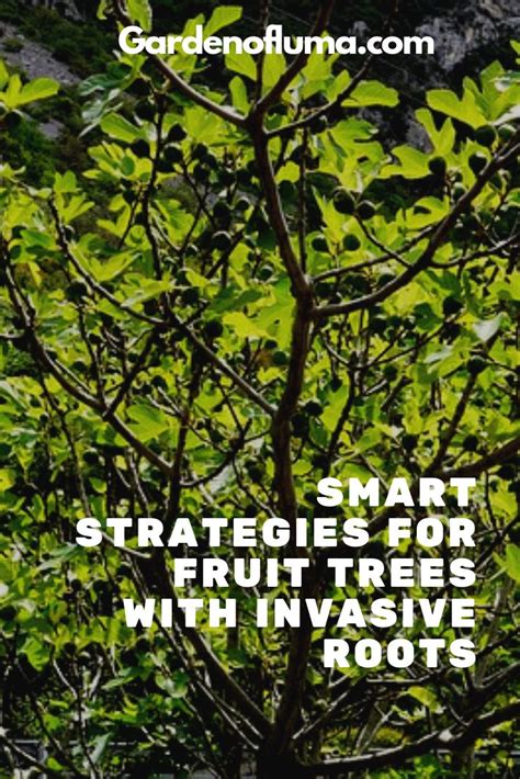 Depending on the type of palm, and its proximity to concrete, it is the roots are shallow; Fruit Tree Spacing: Fruit Trees with Invasive Roots ...