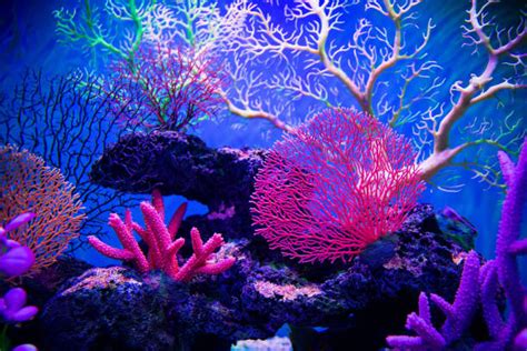 Pink Coral Reef Stock Photos Pictures And Royalty Free Images Istock