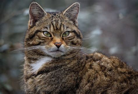 Wildcats Released Into Scottish Highlands In Ongoing Effort To Save