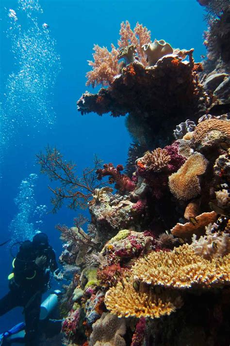 World Class Diving At Wakatobi Dive Resort In Sulawesi Travel Intense