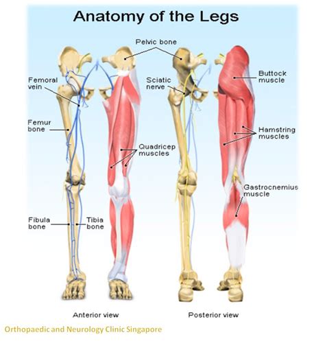 Leg Pain [solution] Trustworthy Leg Pain Clinic 脚痛诊所