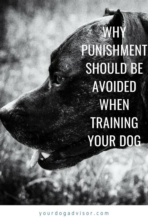 Why Punishment Should Be Avoided When Training Your Dog Your Dog Advisor