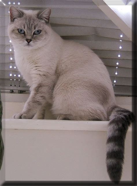 Blue Colourpoint British Shorthair British Shorthair