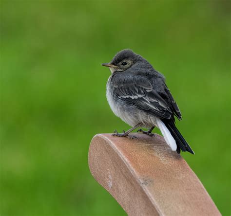 Young Pied Wagtail