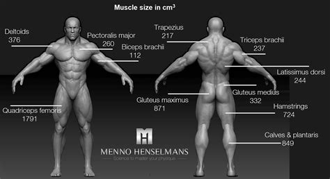 What Are The Biggest And Smallest Muscles In The Body
